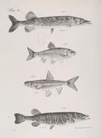 Picture 235 of 336 from Zoology of New York; or, The New York fauna [Series: Natural history of New York] (1842), leaf 235
