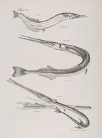 An illustration from Zoology of New York; or, The New York fauna [Series: Natural history of New York] (1842)