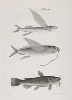 An illustration from Zoology of New York; or, The New York fauna [Series: Natural history of New York] (1842)