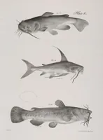 An illustration from Zoology of New York; or, The New York fauna [Series: Natural history of New York] (1842)