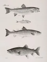 An illustration from Zoology of New York; or, The New York fauna [Series: Natural history of New York] (1842)