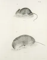 An illustration from Zoology of New York; or, The New York fauna [Series: Natural history of New York] (1842)