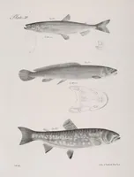 An illustration from Zoology of New York; or, The New York fauna [Series: Natural history of New York] (1842)