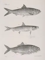 Picture 241 of 336 from Zoology of New York; or, The New York fauna [Series: Natural history of New York] (1842), leaf 241
