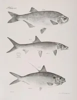 An illustration from Zoology of New York; or, The New York fauna [Series: Natural history of New York] (1842)