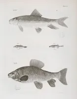 An illustration from Zoology of New York; or, The New York fauna [Series: Natural history of New York] (1842)