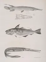 An illustration from Zoology of New York; or, The New York fauna [Series: Natural history of New York] (1842)