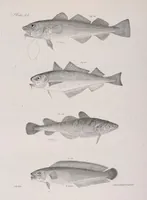An illustration from Zoology of New York; or, The New York fauna [Series: Natural history of New York] (1842)