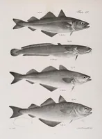 An illustration from Zoology of New York; or, The New York fauna [Series: Natural history of New York] (1842)
