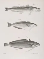 Picture 247 of 336 from Zoology of New York; or, The New York fauna [Series: Natural history of New York] (1842), leaf 247