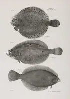 An illustration from Zoology of New York; or, The New York fauna [Series: Natural history of New York] (1842)