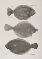 Picture 249 of 336 from Zoology of New York; or, The New York fauna [Series: Natural history of New York] (1842), leaf 249