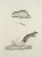 Picture 25 of 336 from Zoology of New York; or, The New York fauna [Series: Natural history of New York] (1842), leaf 25