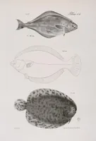 Picture 250 of 336 from Zoology of New York; or, The New York fauna [Series: Natural history of New York] (1842), leaf 250