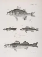 An illustration from Zoology of New York; or, The New York fauna [Series: Natural history of New York] (1842)