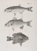 Picture 252 of 336 from Zoology of New York; or, The New York fauna [Series: Natural history of New York] (1842), leaf 252
