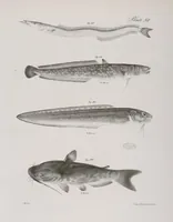 Picture 253 of 336 from Zoology of New York; or, The New York fauna [Series: Natural history of New York] (1842), leaf 253