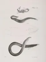 An illustration from Zoology of New York; or, The New York fauna [Series: Natural history of New York] (1842)