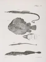 An illustration from Zoology of New York; or, The New York fauna [Series: Natural history of New York] (1842)