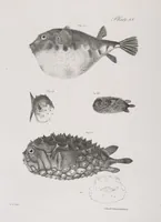 An illustration from Zoology of New York; or, The New York fauna [Series: Natural history of New York] (1842)