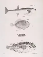An illustration from Zoology of New York; or, The New York fauna [Series: Natural history of New York] (1842)