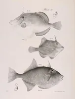 An illustration from Zoology of New York; or, The New York fauna [Series: Natural history of New York] (1842)
