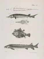 An illustration from Zoology of New York; or, The New York fauna [Series: Natural history of New York] (1842)