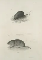 An illustration from Zoology of New York; or, The New York fauna [Series: Natural history of New York] (1842)