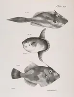 Picture 260 of 336 from Zoology of New York; or, The New York fauna [Series: Natural history of New York] (1842), leaf 260