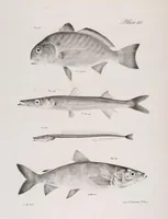Picture 261 of 336 from Zoology of New York; or, The New York fauna [Series: Natural history of New York] (1842), leaf 261