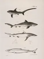 An illustration from Zoology of New York; or, The New York fauna [Series: Natural history of New York] (1842)