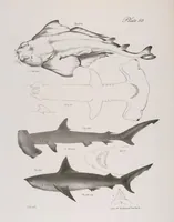 An illustration from Zoology of New York; or, The New York fauna [Series: Natural history of New York] (1842)
