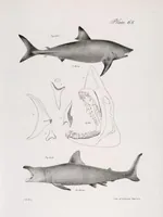 Picture 264 of 336 from Zoology of New York; or, The New York fauna [Series: Natural history of New York] (1842), leaf 264