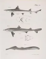 Picture 265 of 336 from Zoology of New York; or, The New York fauna [Series: Natural history of New York] (1842), leaf 265