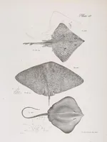 Picture 266 of 336 from Zoology of New York; or, The New York fauna [Series: Natural history of New York] (1842), leaf 266