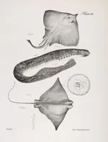 Picture 267 of 336 from Zoology of New York; or, The New York fauna [Series: Natural history of New York] (1842), leaf 267
