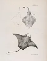 An illustration from Zoology of New York; or, The New York fauna [Series: Natural history of New York] (1842)