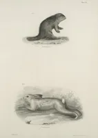 Picture 27 of 336 from Zoology of New York; or, The New York fauna [Series: Natural history of New York] (1842), leaf 27