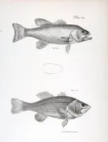 An illustration from Zoology of New York; or, The New York fauna [Series: Natural history of New York] (1842)