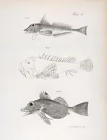 Picture 271 of 336 from Zoology of New York; or, The New York fauna [Series: Natural history of New York] (1842), leaf 271