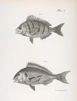 An illustration from Zoology of New York; or, The New York fauna [Series: Natural history of New York] (1842)