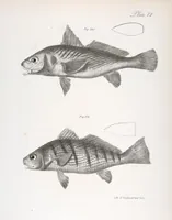 An illustration from Zoology of New York; or, The New York fauna [Series: Natural history of New York] (1842)