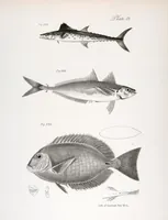 An illustration from Zoology of New York; or, The New York fauna [Series: Natural history of New York] (1842)