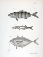 An illustration from Zoology of New York; or, The New York fauna [Series: Natural history of New York] (1842)