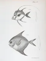 Picture 276 of 336 from Zoology of New York; or, The New York fauna [Series: Natural history of New York] (1842), leaf 276