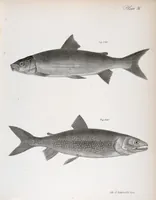 An illustration from Zoology of New York; or, The New York fauna [Series: Natural history of New York] (1842)