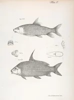An illustration from Zoology of New York; or, The New York fauna [Series: Natural history of New York] (1842)