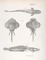 An illustration from Zoology of New York; or, The New York fauna [Series: Natural history of New York] (1842)