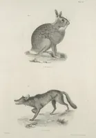 Picture 28 of 336 from Zoology of New York; or, The New York fauna [Series: Natural history of New York] (1842), leaf 28