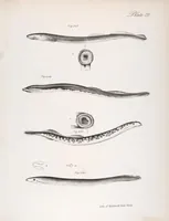 Picture 280 of 336 from Zoology of New York; or, The New York fauna [Series: Natural history of New York] (1842), leaf 280